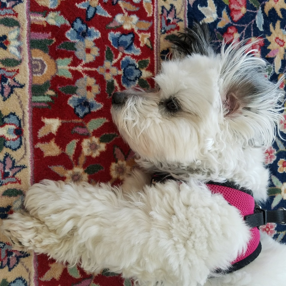 Meet your Posher, Rae